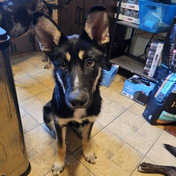 Nikko -  German Shepherd Dog and Mixed Breed Dog for Adoption in Olathe, Kansas - Nikko | PetCurious