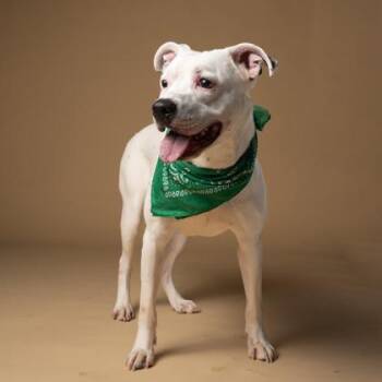 Pit Bull Terrier and Mixed Breed Dogs Available for Adoption - Dorkus | PetCurious