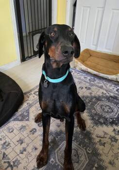 Doberman Pinscher Dogs Available for Adoption in Knoxville, Tennessee - Kaido | PetCurious