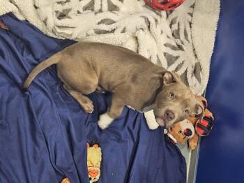 Hazel -  Pit Bull Terrier Dog for Adoption in Kalamazoo, Michigan - Hazel | PetCurious