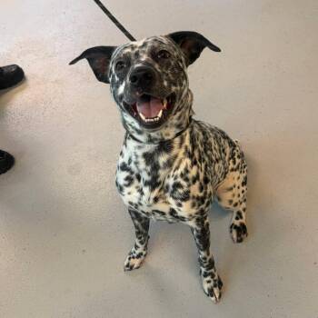 Mixed Breed Dogs Available for Adoption in Huntington, West Virginia - Rocky | PetCurious