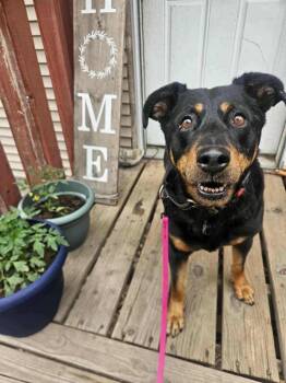 Charlotte -  Rottweiler Dog for Adoption in Millcreek, Utah - Charlotte | PetCurious