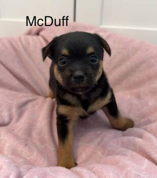 Terrier Dogs Available for Adoption in Seattle, Washington - McDuff | PetCurious
