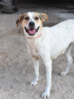 Mila -  Mixed Breed Dog for Adoption in Houston, Texas - Mila | PetCurious