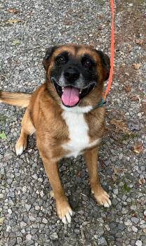 Rescue Boxer and Chinook Dogs for Adoption in Blairsville, Georgia - BARNEY The MAGNIFICENT | PetCurious