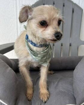 Yorkshire Terrier Dogs Available for Adoption in Corona, California - Romeo | PetCurious
