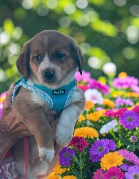 Dachshund and Corgi Dogs Available for Adoption in Ashville, Ohio - Montana | PetCurious