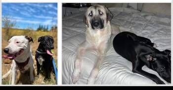 Rescue Anatolian Shepherd Dogs for Adoption in Clinton, Washington - Shiloh | PetCurious