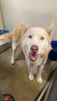 Husky Dogs Available for Adoption in Pierceton, Indiana - Max | PetCurious