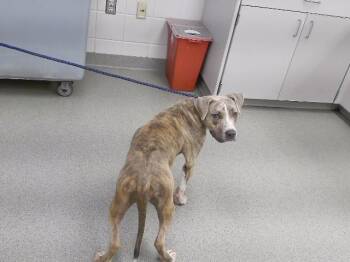BLUE -  Boxer and Mixed Breed Dog for Adoption in Omaha, Nebraska - BLUE | PetCurious