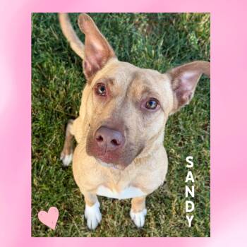 Sandy -  Pit Bull Terrier Dog for Adoption in Mokena, Illinois - Sandy | PetCurious