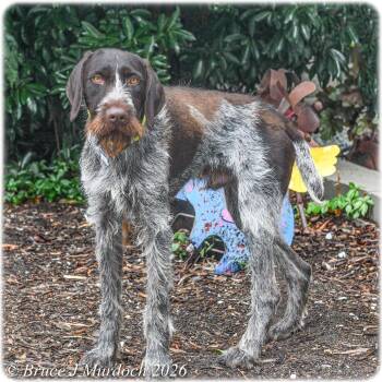 Raspado -  German Wirehaired Pointer Dog for Adoption in Wake Forest, North Carolina - Raspado | PetCurious