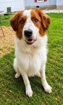 Brittany -  English Setter Dog for Adoption in Dahlonega, Georgia - Brittany | PetCurious