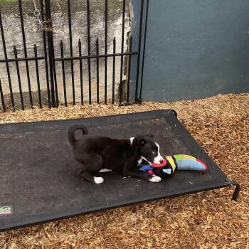 Border Collie and Siberian Husky Dogs Available for Adoption in Ogontz Campus, Pennsylvania - Agnes | PetCurious