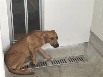 A385930 -  Labrador Retriever and Mixed Breed Dog for Adoption in Ocala, Florida - A385930 | PetCurious