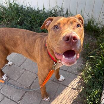 Diesel -  Boxer and Mixed Breed Dog for Adoption in West Des Moines, Iowa - Diesel | PetCurious