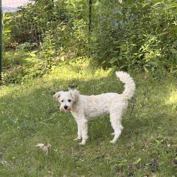 Mollie -  Schnoodle Dog for Adoption in Madison, Wisconsin - Mollie | PetCurious