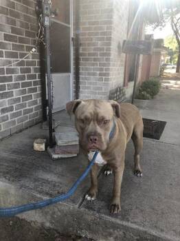 CHARLES -  Mixed Breed Dog for Adoption in Dallas, Texas - CHARLES | PetCurious