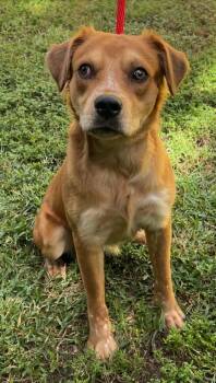 Rescue Mixed Breed Dogs for Adoption in Boca Raton, Florida - Gillis 5454 | PetCurious