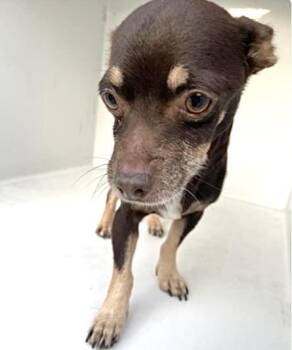 Chihuahua and Dachshund Dogs Available for Adoption in Houston, Texas - A654282 | PetCurious