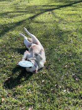 Rescue Anatolian Shepherd Dogs for Adoption in Spring, Texas - Mitch | PetCurious