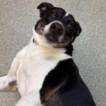 Border Collie Dogs Available for Adoption in Wilmington, Delaware - Sheba | PetCurious