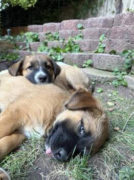 Luella -  Shepherd Dog for Adoption in Salt Lake City, Utah - Luella | PetCurious