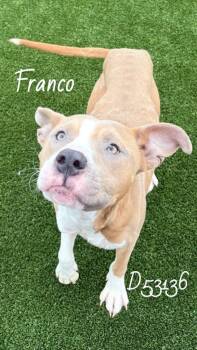 Pit Bull Terrier Dogs Available for Adoption - Franco | PetCurious