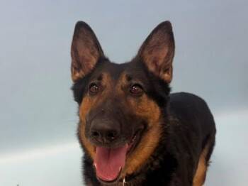 German Shepherd Dog and Mixed Breed Dogs Available for Adoption - Shadow | PetCurious