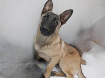Belgian Shepherd Malinois and Mixed Breed Dogs Available for Adoption - RUGER | PetCurious