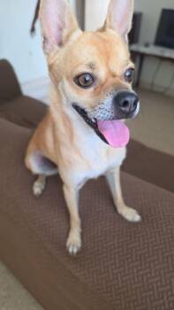 CHICKEN NUGGET - happy boy -  Chihuahua and Pomeranian Dog for Adoption - CHICKEN NUGGET - Happy Boy | PetCurious