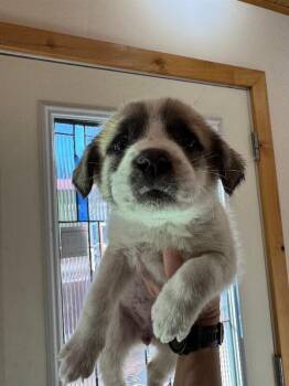 Marshmallow -  Mixed Breed Dog for Adoption in Exshaw, Alberta - Marshmallow | PetCurious