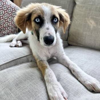 Molly -  Border Collie Dog for Adoption in Des Moines, Iowa - Molly | PetCurious