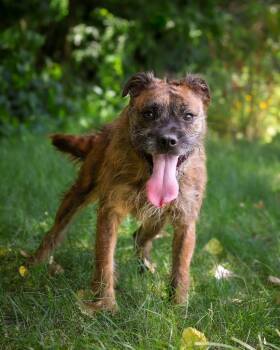 SKIPJACK (0704) -  Terrier Dog for Adoption in Bridgeport, Connecticut - SKIPJACK (0704) | PetCurious