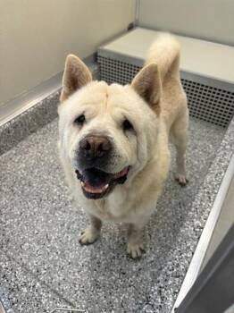 GREGORY -  Chow Chow and Mixed Breed Dog for Adoption in Forney, Texas - GREGORY | PetCurious