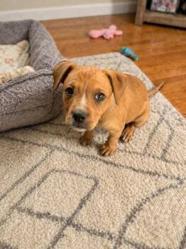 Pit Bull Terrier and Mixed Breed Dogs Available for Adoption - Tonya    (2026) | PetCurious