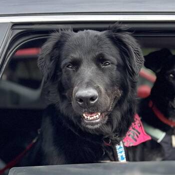 IRIS -  Flat Coated Retriever and Mixed Breed Dog for Adoption in Fairbanks, Alaska - IRIS | PetCurious