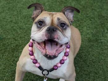 Kazooie -  Mixed Breed Dog for Adoption - Kazooie | PetCurious