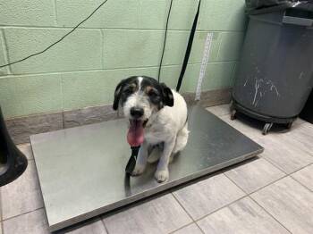 Terrier and Mixed Breed Dogs Available for Adoption - SPOT | PetCurious