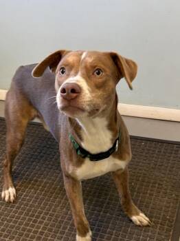 Blide -  Mixed Breed Dog for Adoption in Big Rapids, Michigan - Blide | PetCurious