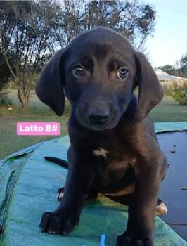 Rescue Mixed Breed Dogs for Adoption in West Chester, Pennsylvania - Latto | PetCurious