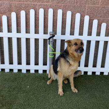 German Shepherd Dog Dogs Available for Adoption in Modesto, California - JUDY | PetCurious