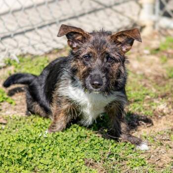 Schnauzer and Mixed Breed Dogs Available for Adoption - Tokyo | PetCurious