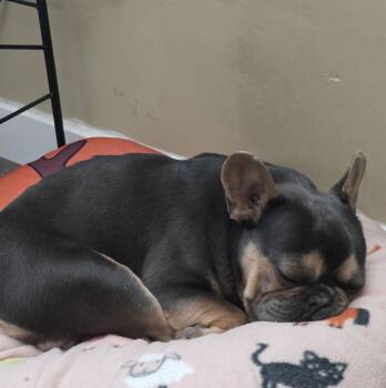 French Bulldog Dogs Available for Adoption - Cosmo | PetCurious