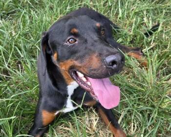 Ace -  Black And Tan Coonhound Dog for Adoption in Anniston, Alabama - Ace | PetCurious