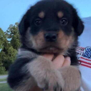Dolinger Male Pup 4-10 -  German Shepherd Dog and Golden Retriever Dog for Adoption in Fairfax Station, Virginia - Dolinger Male Pup 4-10 | PetCurious