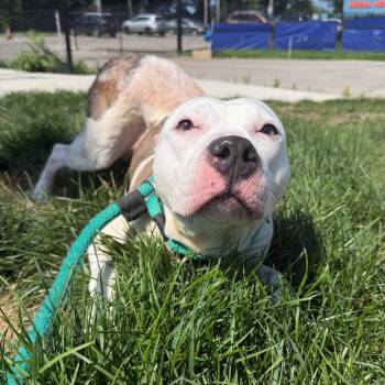 Zoey -  Pit Bull Terrier Dog for Adoption in Philadelphia, Pennsylvania - Zoey | PetCurious