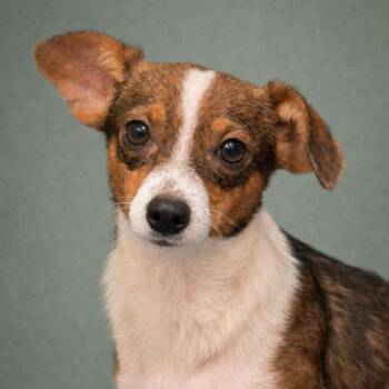 Chihuahua and Terrier Dogs Available for Adoption - Dolly - Shy Small Sweetheart | PetCurious