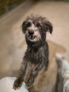 Dipity aka Serendipity -  Havanese Dog for Adoption in Phoenix, Arizona - Dipity Aka Serendipity | PetCurious