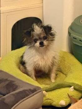 Millie -  Shih Tzu Dog for Adoption in Tifton, Georgia - Millie | PetCurious